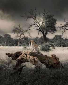 Big Cats Namibia Self Catering Farmhouse & Tours